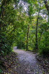 walk down the path of the Monteverde Cloud Forest Biological Reserve 
