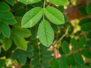 green leaves on a branch, close up, water drop on leaf