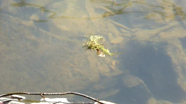 A green patch of dry moss floats downstream on a sluggish river . Quiet stream with some leaf and moss swimming in it downstream . Here we go ... clear water dirt in springtime .