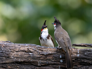A Pair of red vented bulbul