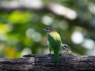 White cheeked barbet on a tree