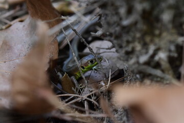 Un lézard vert juvénile