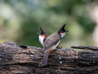 A Pair of red vented bulbul
