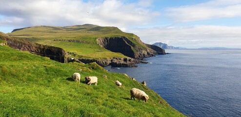 Sheep on the cliff