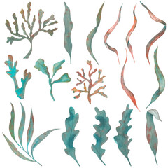 Set of algae, underwater plants in red, purple and green, hand-drawn watercolor illustration. Isolated on white background for your design.