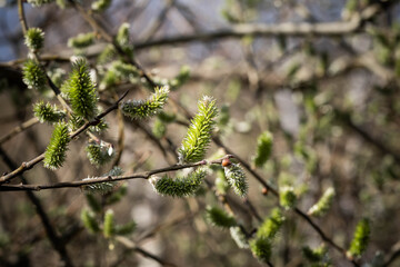 Willow twig in spring, nature wakes up