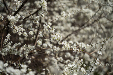 cherry blossoms covered tree branches, incredible wildlife