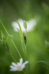 White delicate forest flowers on the lawn