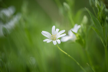 White delicate forest flowers on the lawn