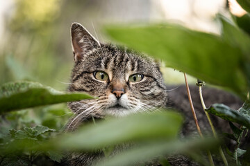 Naklejka na ściany i meble The cat is resting in the garden in the shade