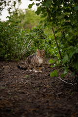 The cat hunts among the greenery, incredible wildlife