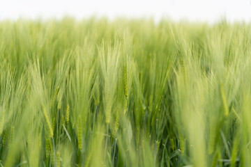 green juicy ears of wheat, incredible wildlife