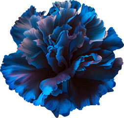 blue carnation, isolated on transparent or white background, png, mockup	
