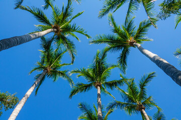 Low angle view of tall palm trees (unidentified species) in a town park on a barrier island along...