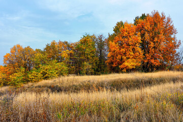 Fototapeta premium Forest autumn landscape with a beautiful field of grass.