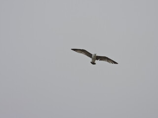seagull