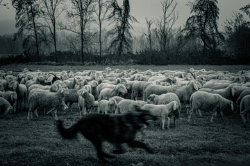 Of wolf and sheep 