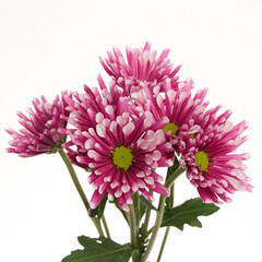 purple and white chrysanthemum flowers