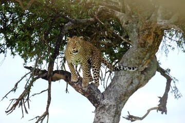 cheetah on the tree