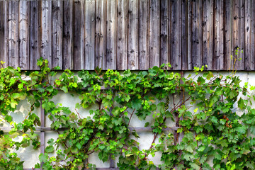 Wild vines growing on old farm building