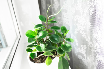 Houseplant peperomia growing in a white pot on the windowsill inside the house. Home interior with flower.
