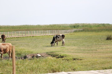 cow and calf © can