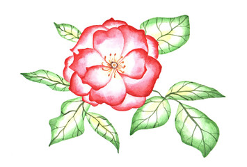 Rose. Watercolor painting. Red flower illustration.