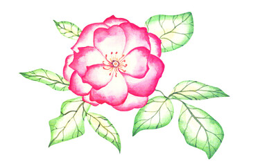 Rose. Watercolor painting. Red flower illustration.