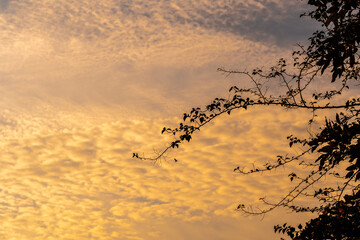 Silhouette tree and the vivid color of light of the morning sky