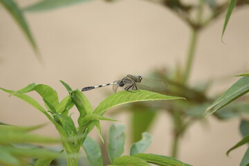 dragonfly on a leaf