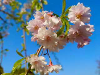 青空の中咲く桜