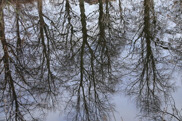 Trees with Bare Branches Reflection in a Pond