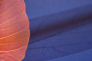 red or orange veil leaves or skeleton leaves with its shadow on a blue background , macro, top view, copy space