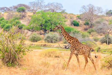 Giraffe in savanna in Tarangire national park in Tanzania. Wild nature of Tanzania, East Africa