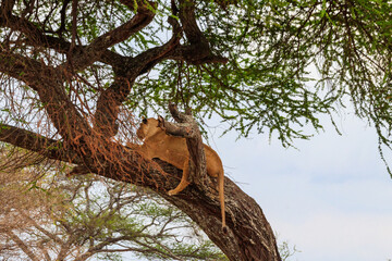Adult lioness (Panthera leo) lying on a tree in Tarangire national park, Tanzania