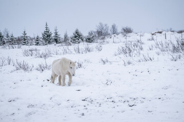 White Icelandic. walking trough the snow