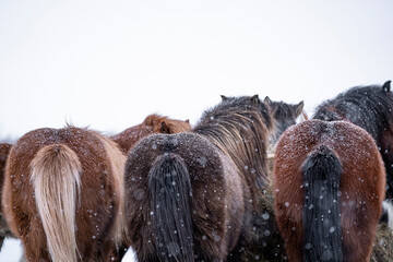 Icelandic horses in the snow in Iceland 