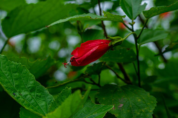 red hibiscus bud