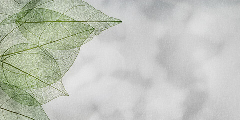 Green skeletonized leaf on soft gray background with sunlight and shadows, wide banner. Beauty nature concept. Botanical pattern, close up transparent leaves, summer, spring green foliage