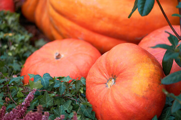 Harvest festival with autumn pumpkins and vegetables. Sale of agricultural crops on the outdoor market after the holiday