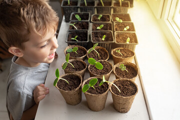 cute boy watering plants at home from a red watering can on the windowsill. concept of learning and...