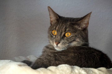 Grau getigerte Hauskatze mit wunderschönen Augen