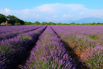 Fototapeta na wymiar Lavender field, Provence France