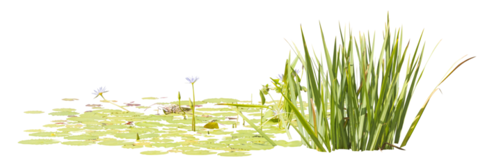 Isolated cutout PNG of  water lilies on a transparent background