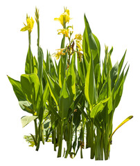 Isolated cutout PNG of a water plant on a transparent background	