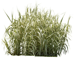 Isolated cutout PNG of a water plant on a transparent background	