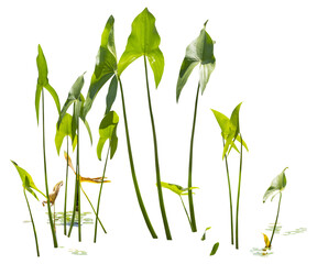 Fototapeta na wymiar Isolated cutout PNG of a water plant on a transparent background 