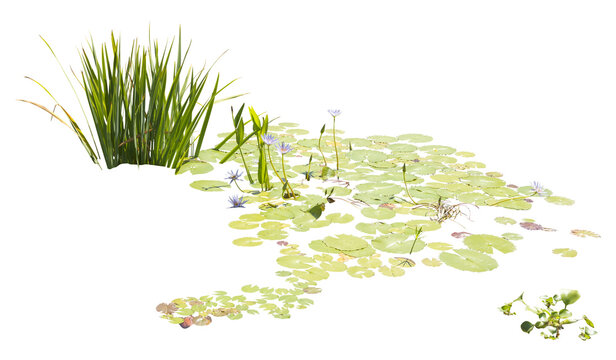 Isolated cutout PNG of  water lilies on a transparent background