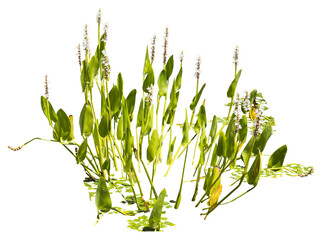 Isolated cutout PNG of a water plant on a transparent background	