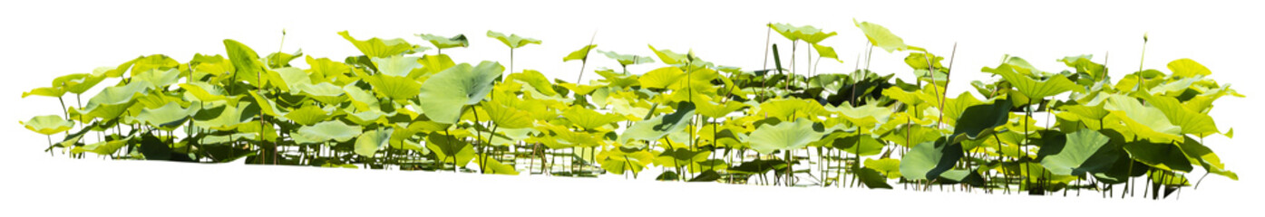 Isolated cutout PNG of  water lilies on a transparent background © NomadPhotoReference